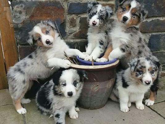 Κουτάβια Border Collie